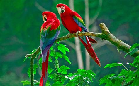 Macaw Wallpaper 72 Pictures