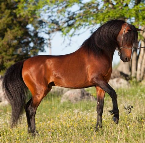 Top 10 Rarest Horses Breeds In The World Best In 2020 Rare Horse