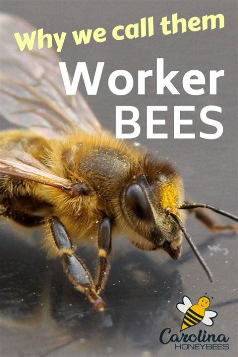 The Fascinating Role Of The Worker Bee Bee Bee Keeping Worker Bee