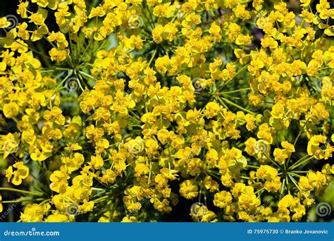 Yellow Meadow Flowers Stock Photo Image Of Flower Meadow 75975730