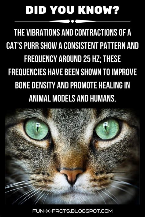 The purring is a natural way of increasing strength and decreasing healing time. Cat's purr improve bone density and promote healing in ...
