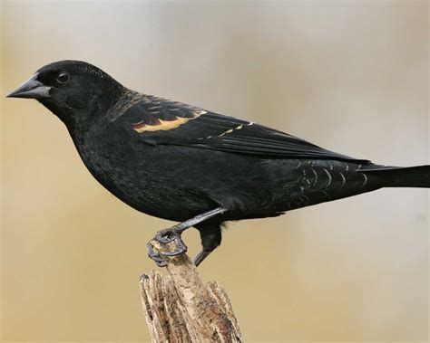 Wading bird with very long, red legs. Red-winged Blackbird | Audubon Field Guide