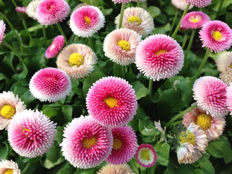 Bellis are perennials that reach an height of about 20 cm (four inches) and flower from the late spring through to the beginning of summer. Bellis perennis (With images) | Bellis perennis, Planting ...