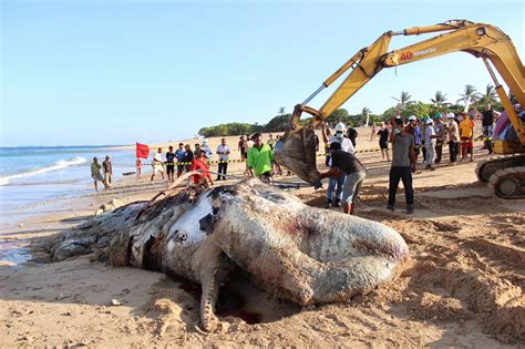 Seekor paus sperma (physeter macrocephalus) ditemukan sudah tidak hidup dan terdampar di perairan desa bungko, kecamatan kapetakan. PENANGANAN PAUS SPERMA TERDAMPAR DI PANTAI MENGIAT, NUSA ...