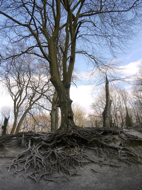 Beech Tree With Exposed Roots Chalkpit © Stefan Czapski Geograph