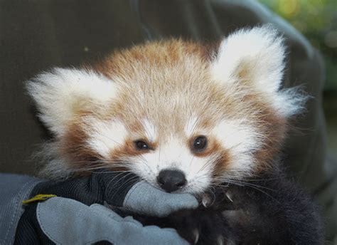 Cuddly Red Panda Hangs Out Picture Cutest Baby Animals From Around