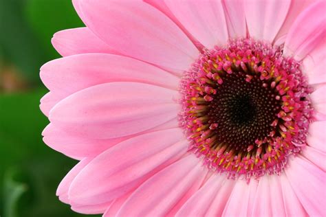 Pink Flower Free Photo Download Freeimages