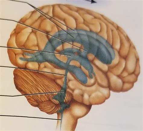 Ventricles Of The Brain Diagram Quizlet