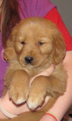 Furrybabies has golden retriever puppies for sale! Field golden retriever puppy | Puppies, Golden retriever ...