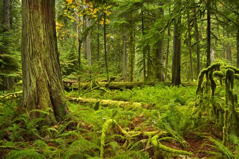 Cathedral Grove Vancouver Island Bc Canada Photo By Sara Winter