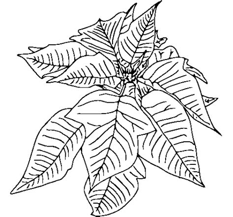 Dibujos flores de pascua a4 url imagen: Dibujo de Flor de pascua para Colorear - Dibujos.net