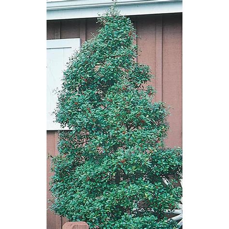 3 Quart White Foster Holly Feature Shrub In Pot L5287 At