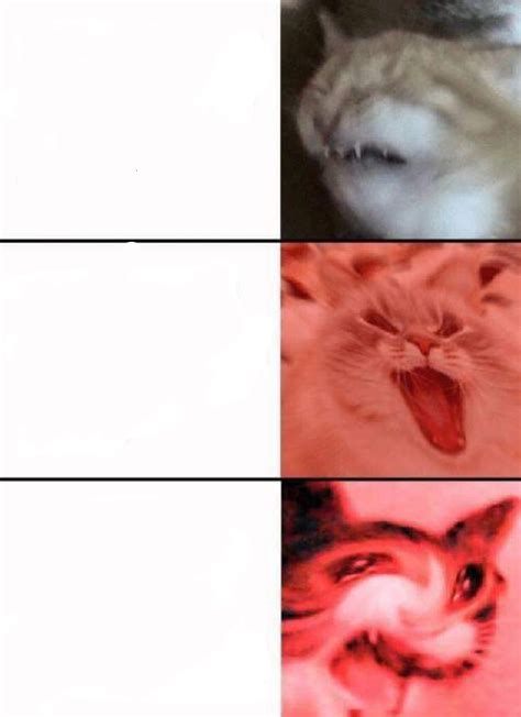 Crying Cats Memes Imgflip