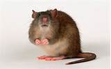 Images of Rat Images