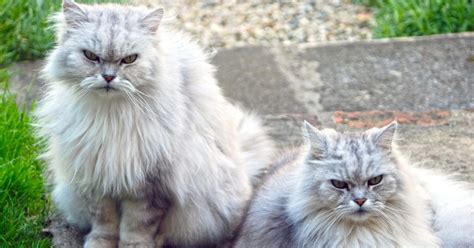 They're gorgeous, for starters, and stroking that luxurious coat is an automatic stress reliever. 17 Long-Haired Cats Trying To Look Fierce But Just Being ...