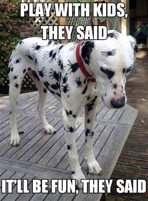 Cute Pinterest Funny Dogs