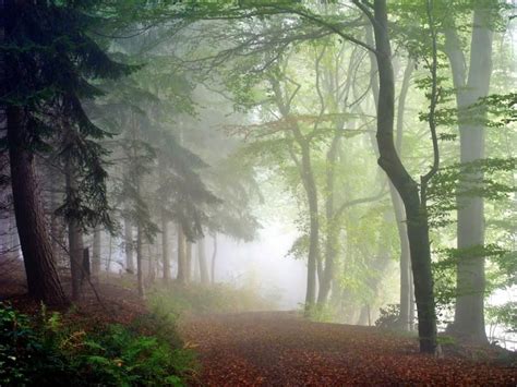 Foggy Morning Scenery Nature Inspiration Forest