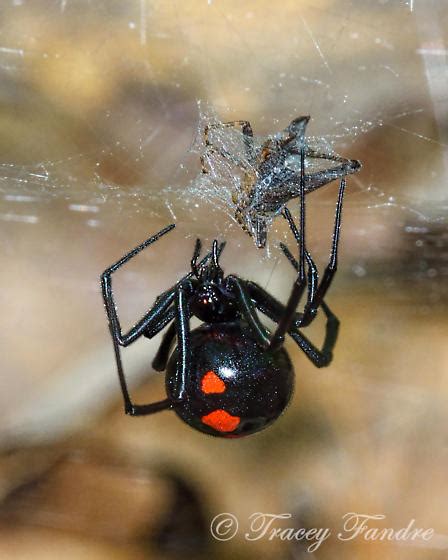 Black Widow Spider Latrodectus Variolus Bugguidenet