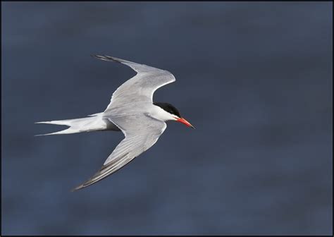 Common Tern John R Barlow Wild Bird Photographer