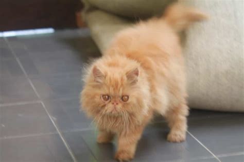 Sebenarnya, kucing jenis ini lebih tepatnya. kucing: Harga Kucing Persia Peaknose Long Hair