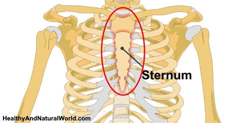 Sternum Pain Breastbone Pain Causes Symptoms And