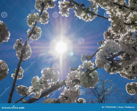 Wild White Pear Tree Blossoms In The Spring Magical Spring Season
