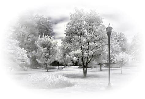 Winter Landscape Blizzard Snow Nature - winter png download - 800*547 - Free Transparent Winter ...