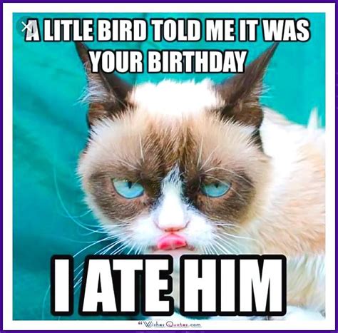 Happy birthday memes are coming. Happy Birthday Memes with Funny Cats, Dogs and Cute Animals