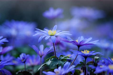High Definition Desktop Wallpaper Of Flowers Picture Of