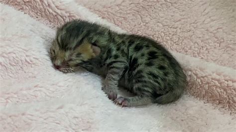Despite this, most cats will react negatively to getting a bath, which. How to Syringe 💉 Feed a Newborn 👶 Kitten 🐱😍 - YouTube