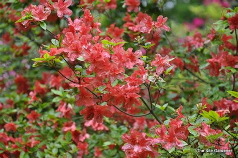 If there is resistant plants in yards due to higher water content than the forest. Rhododendron Aladdin - The Site Gardener