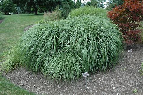Зара — adagio (адажио) (я не та 2007). Adagio Maiden Grass (Miscanthus sinensis 'Adagio') in ...