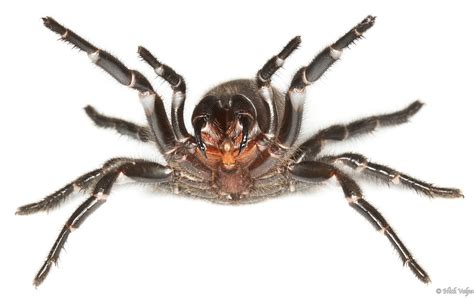 25 australian animals 25 most poisonous animals in the world 101 facts… Sydney Funnel-Web Spider (Atrax robustus) | contact me on ...