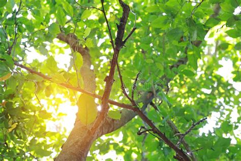 The Sun Shines Through The Trees In The Forest Stock Photo Image Of