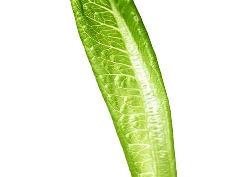 Free Photo Lettuce Green Leaf Salad Isolated On White