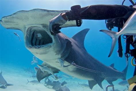 Dive Into The Thrilling World Of Shark Weeks Shark Lockdown