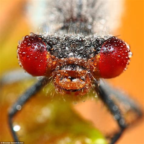 My Funny Close Up Dewy Insects Pictures