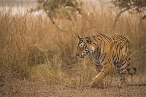 Large carnivores under threat as prey they depend on decline | New