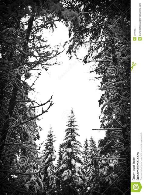 Snowy Forest Stock Image Image Of Cold Forest Beautiful 30051977