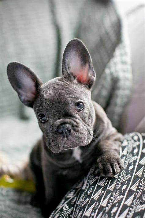 When do french bulldogs start teething? Blue French Bulldog Puppy | in Mile End, London | Gumtree