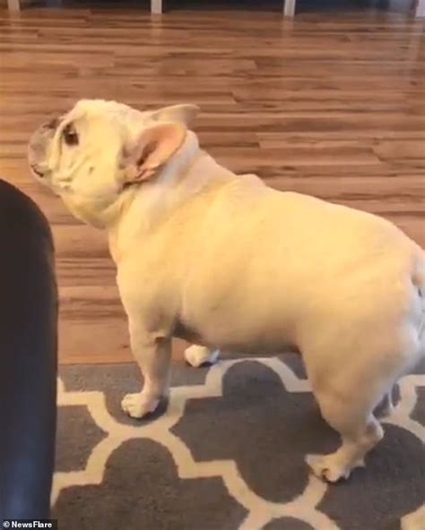 Any dog, no matter how nice, can develop obnoxious levels of barking, digging, and other undesirable behaviors if he is bored. Cashew the French bulldog in Indiana throws a loud tantrum ...