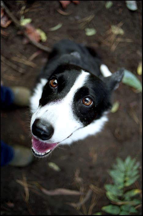 Photographing Dark Faced Dogs The Peoples Border Collie Gallery Bc