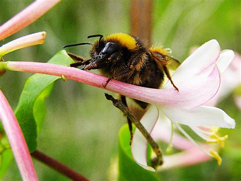 The scheme is the largest in the united kingdom, and comprises. Finding the nectar robbers.... | Oikos Journal