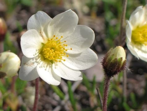 The Northwest Territories Selected The Mountain Avens As Its Provincial