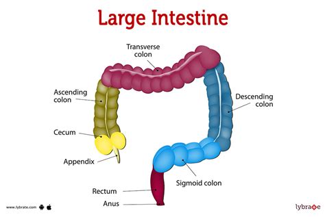 large intestine human anatomy picture functions diseases and treatments