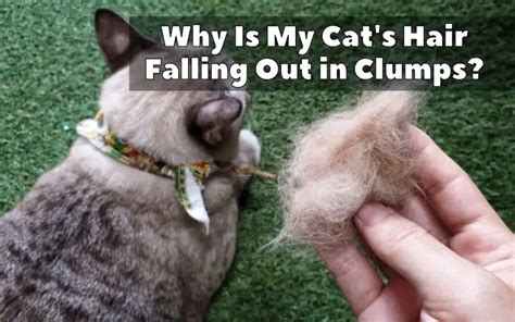 Why Is My Cats Hair Falling Out In Clumps Bengal Cat Care