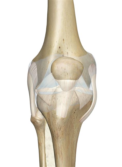 The Knee Joint Anatomy And D Illustrations