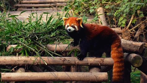 Red Panda Screensaver Panda Wallpapers Backgrounds Download Free