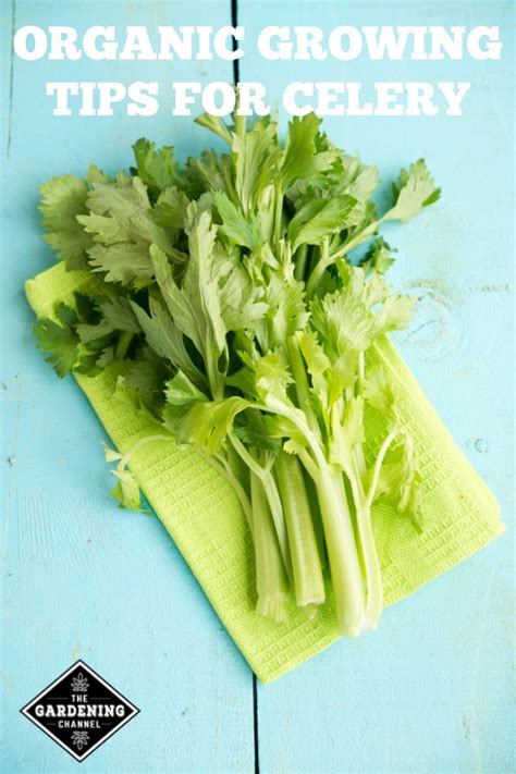 Growing Organic Celery Gardening Channel