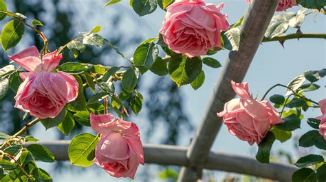 Cómo cultivar rosales - consíguelo con éxito